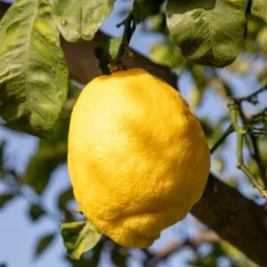 Excursion à l'Agrumeraie le Domaine des 4 Vents