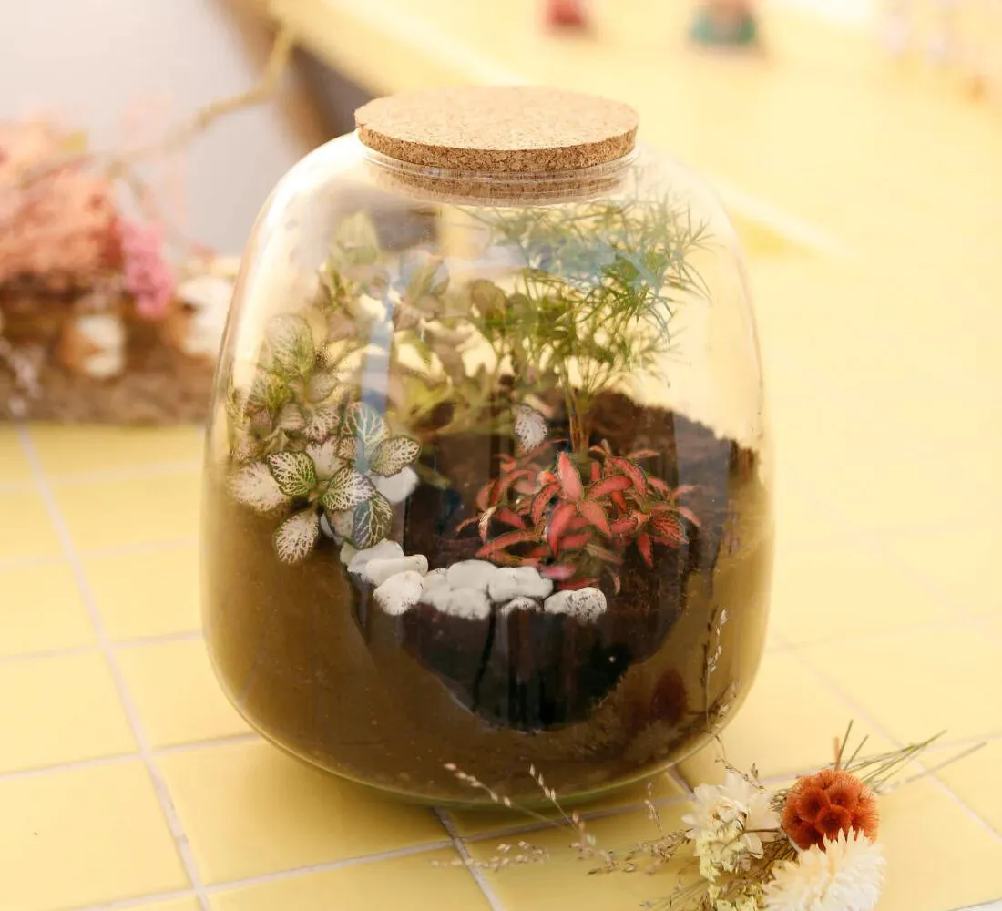 Réalisez votre terrarium taille L