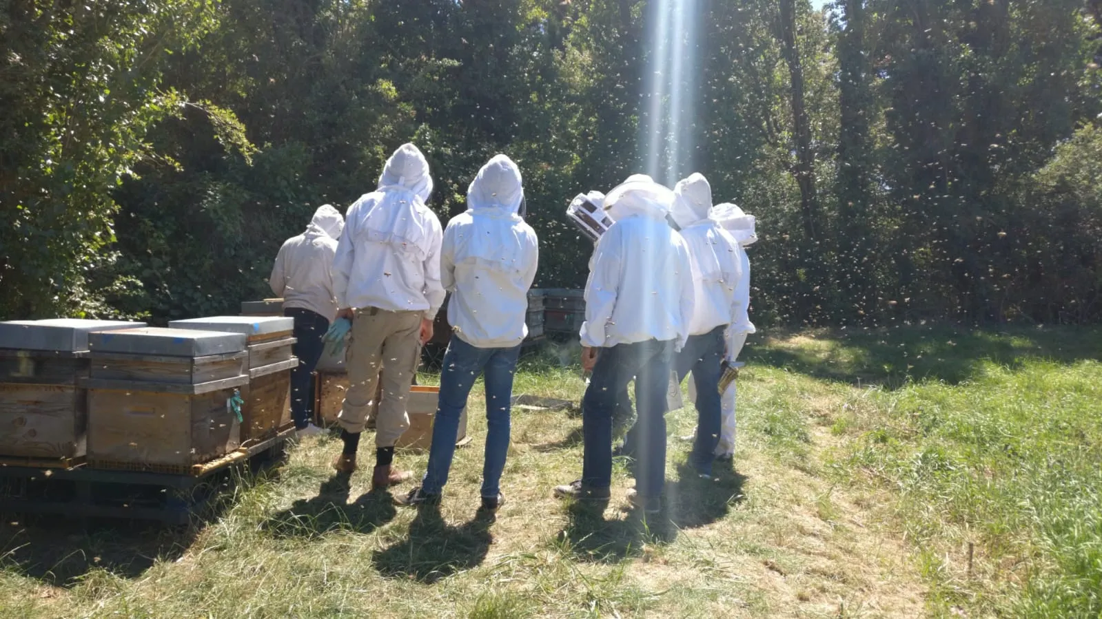 Formation Initiation à l'apiculture (Niveau 1) 2025