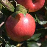 Christensen's Orchard