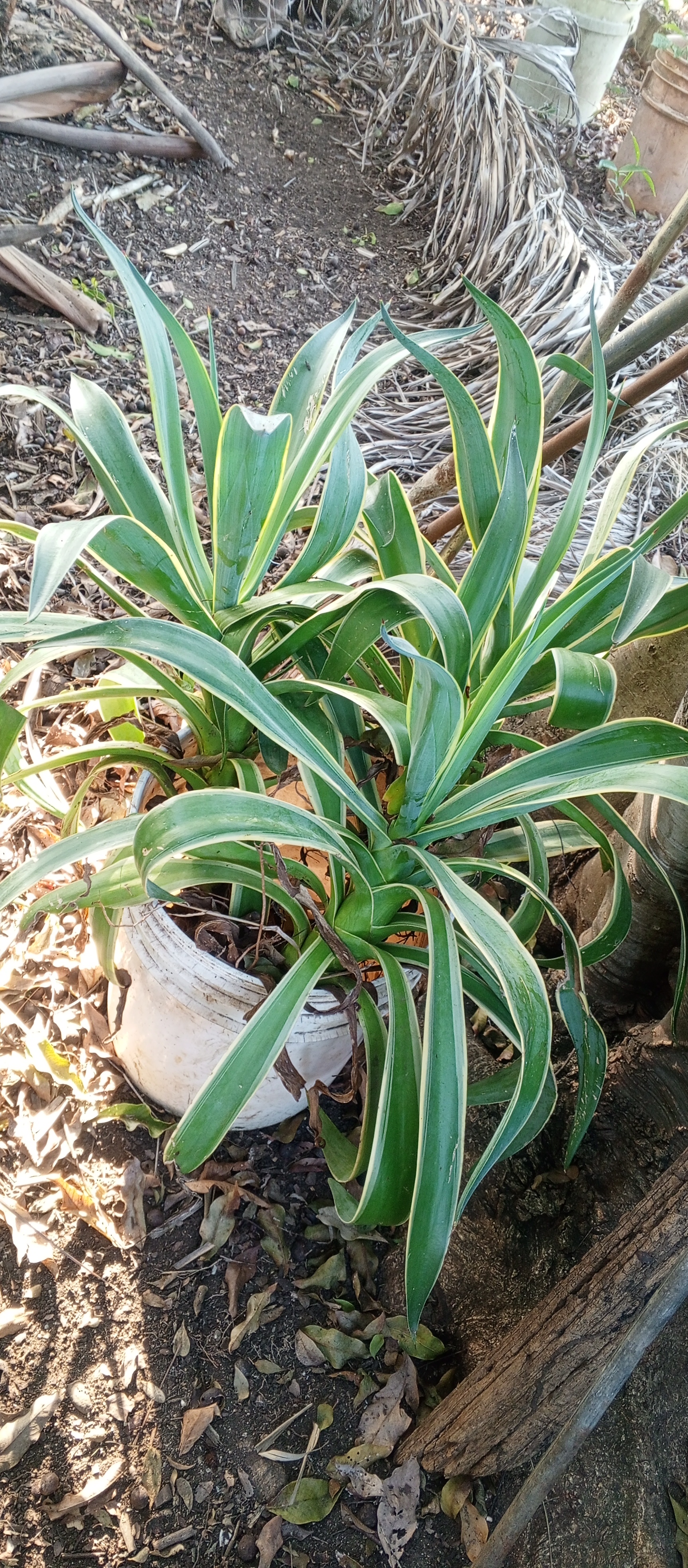 Plantas ornaentales_0