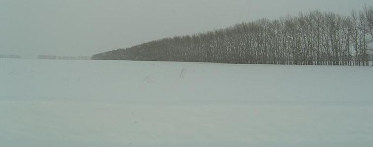 File:Windbreakers altai steppe c.png