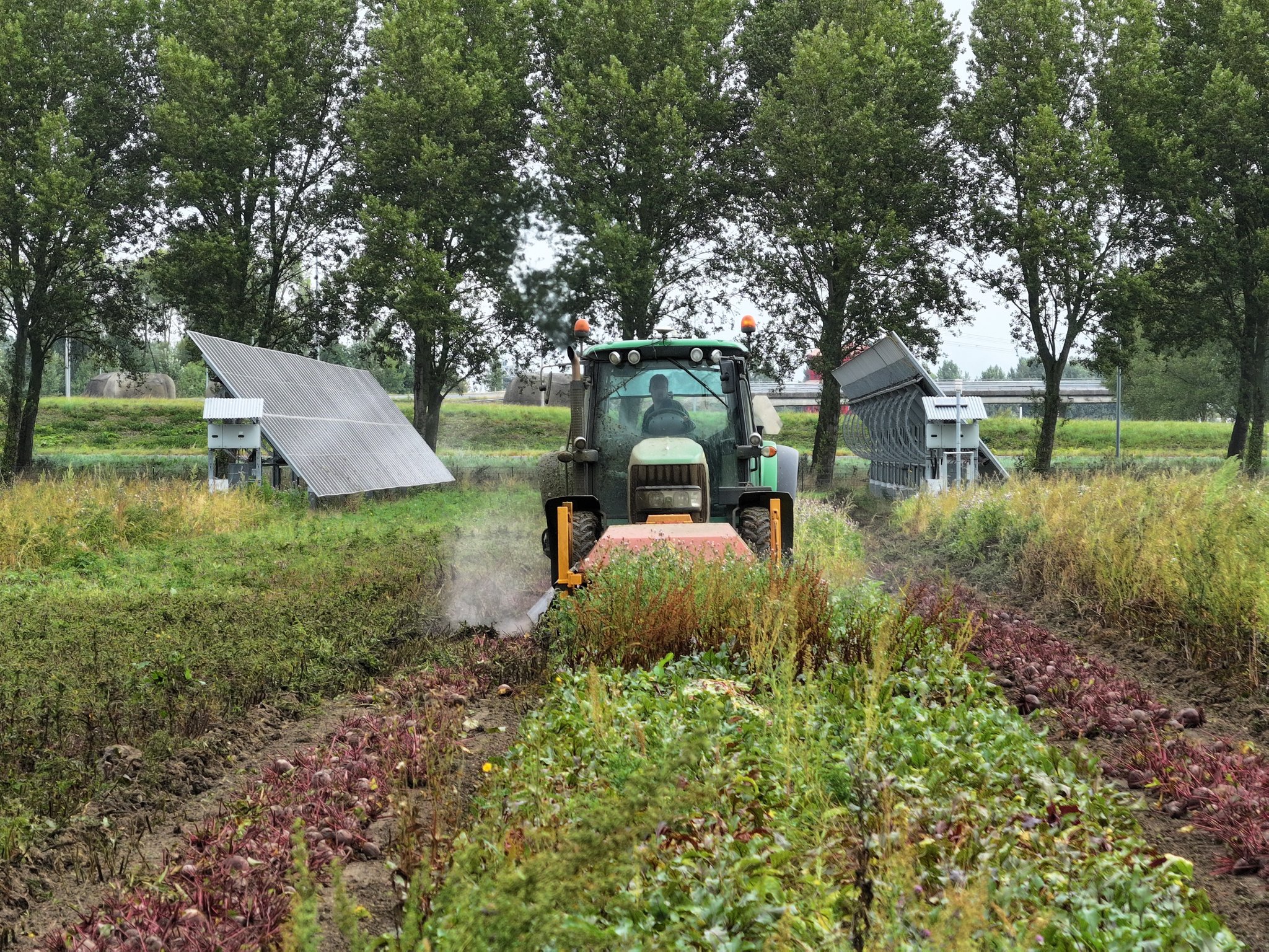 The solar panels are 9 to 15 metres apart, leaving space for growing crops. In Symbizon, beetroots and broad beans are farmed.