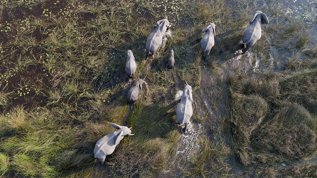 Elephants in the Okavango Delta.