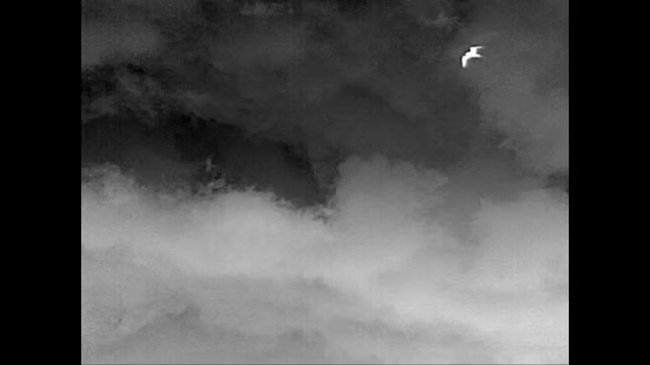 The thermal cameras registered bird activity day and night for 9 months.