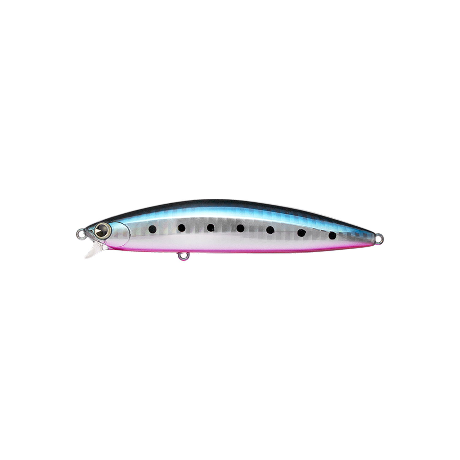 variations Japanese sardine