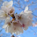 Large cherry blossom 4974732 1920.jpg?googleaccessid=application bucket access@typee 222610.iam.gserviceaccount