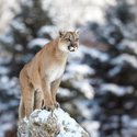 Large depositphotos 61883317 stock photo cougar mountain lion puma panther.jpg?googleaccessid=application bucket access@typee 222610.iam.gserviceaccount