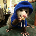 Large cute possums 341  700.jpg?googleaccessid=application bucket access@typee 222610.iam.gserviceaccount