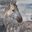 Small wa36682 albena hristova appaloosa cavallo horse grigio grey 510x507.jpg?googleaccessid=application bucket access@typee 222610.iam.gserviceaccount