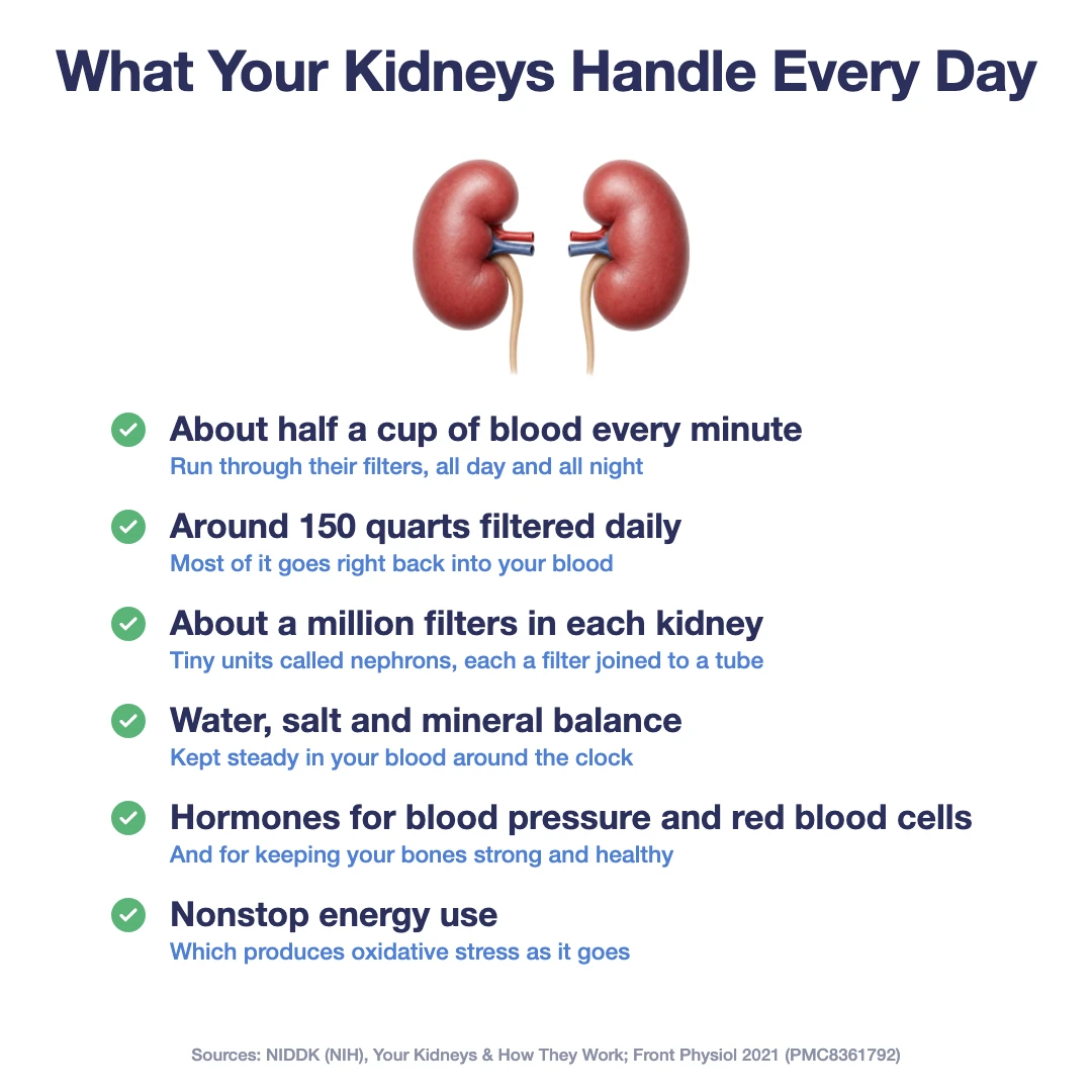 What Your Kidneys Handle Every Day