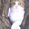 Avatar de Nora Silvina