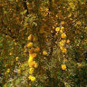 Avatar de Candelaria