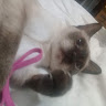 Avatar de Jesica