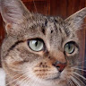 Avatar de veronica isabel