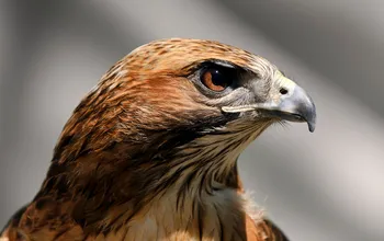 GettyImages-157613274-redu.original