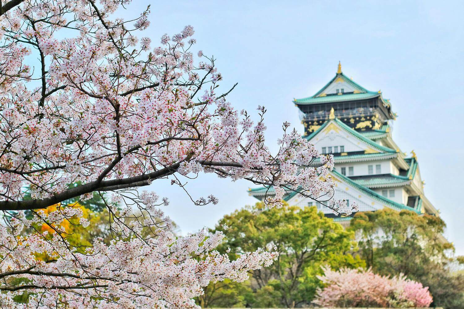 cherry blossoms in front of a temple