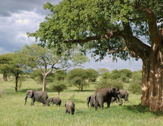 elephants on safari in africa