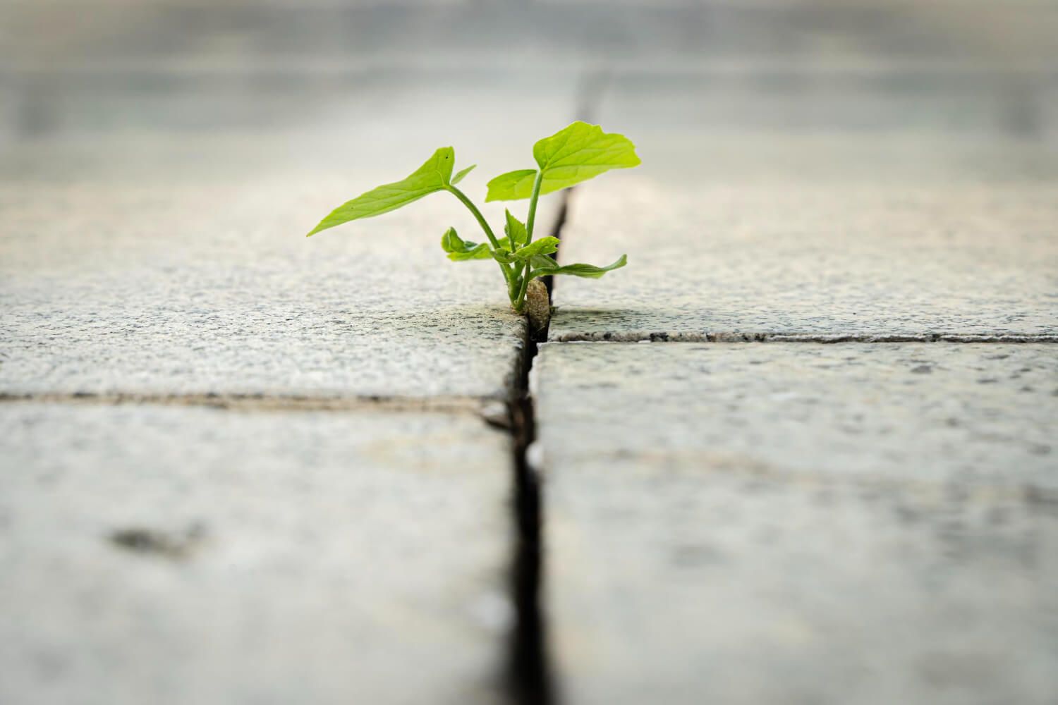 A budding plant growing from a crack, representing healing and hope.jpg