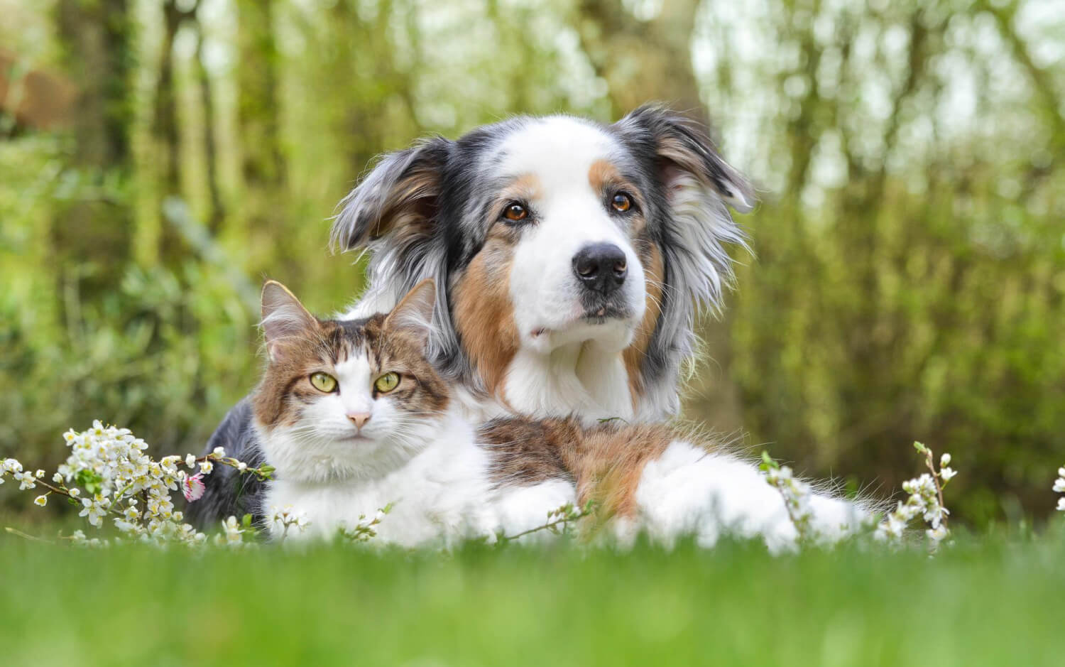 A cat and a dog sitting together in harmony