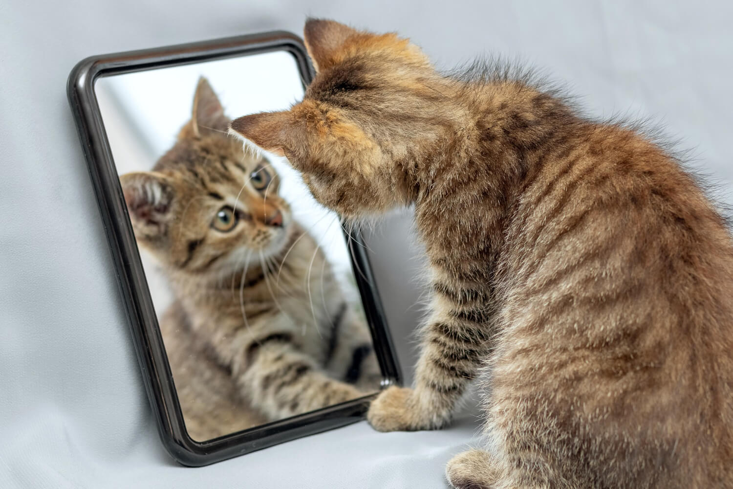 A cat posing for a selfie with a smartphone