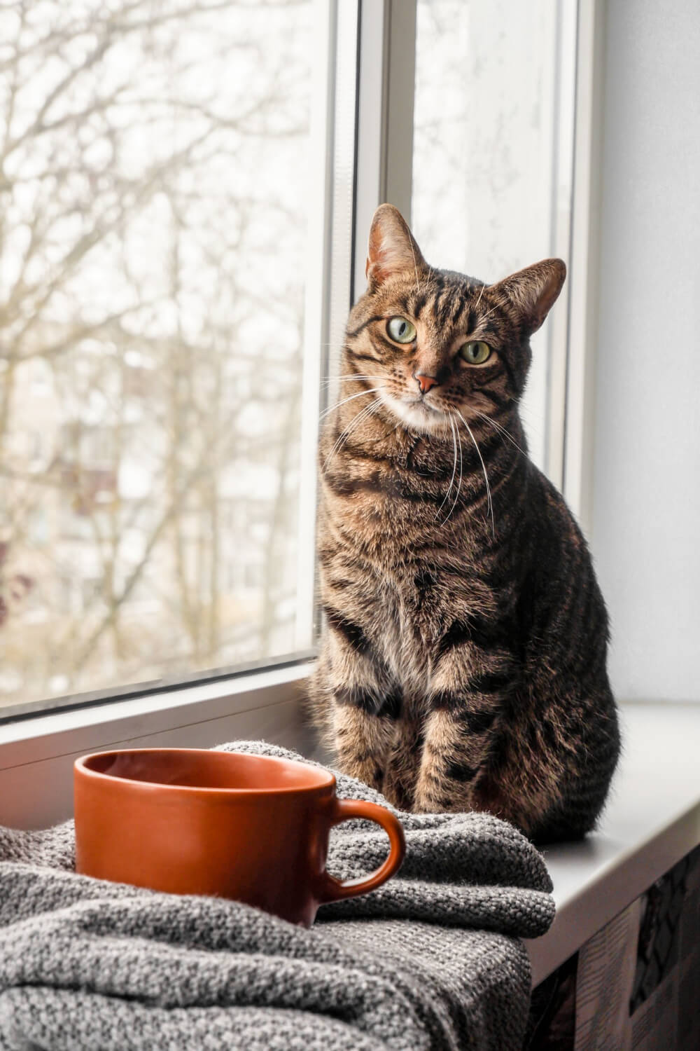 A cat sitting thoughtfully by a window