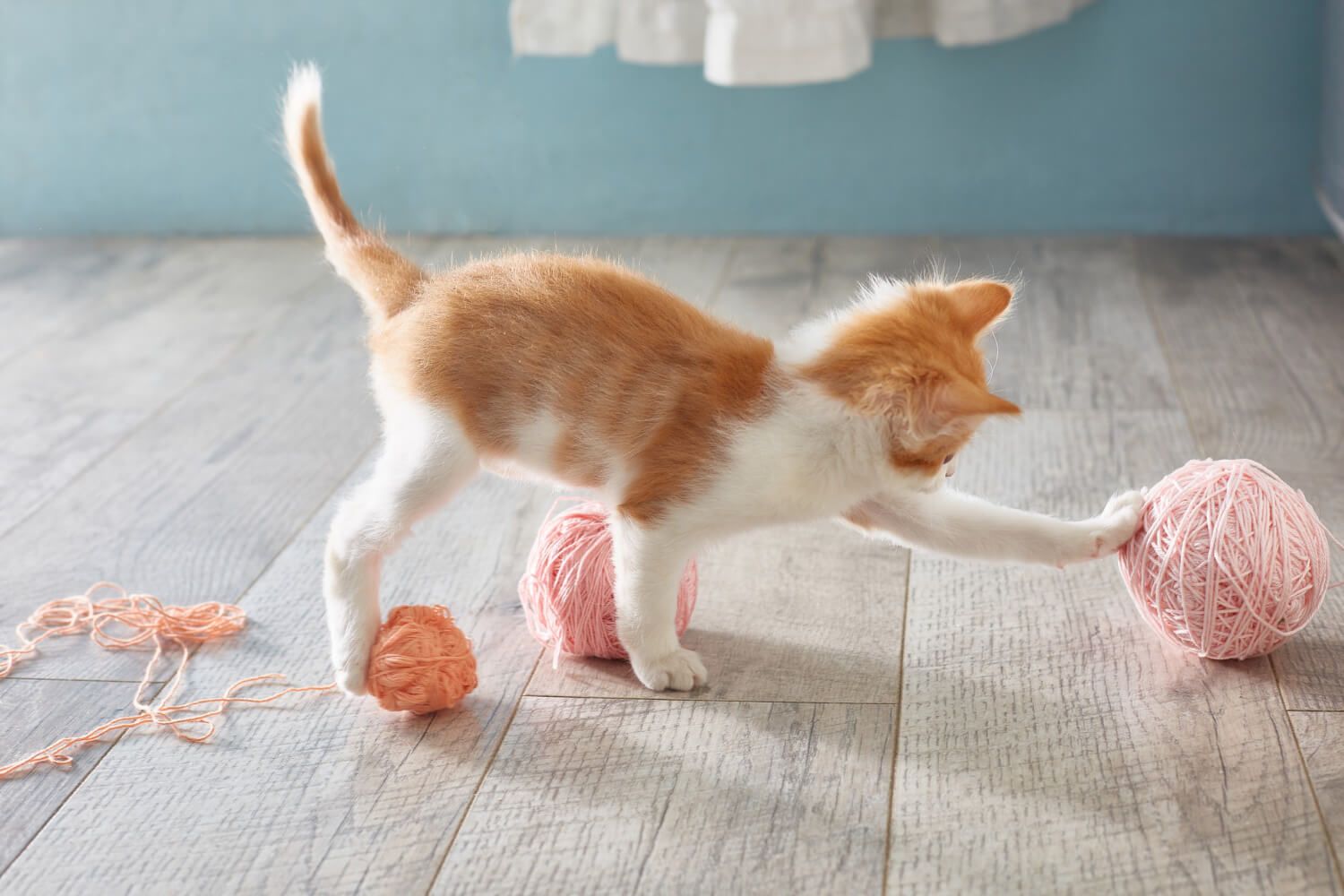 A playful kitten with a ball of yarn