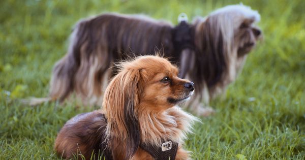 Magdalena: hombre es multado con S/2,475 por agredir a mascotas cuando las sacaba a pasear