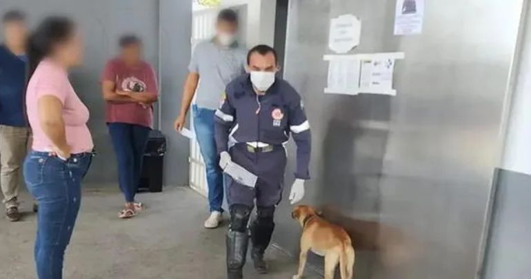 Perro persiguió por 3 kilómetros a ambulancia que llevaba a su dueño