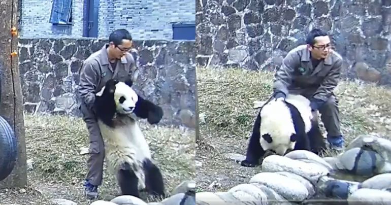 Hombre salva de morir a oso panda que se atragantó con su comida