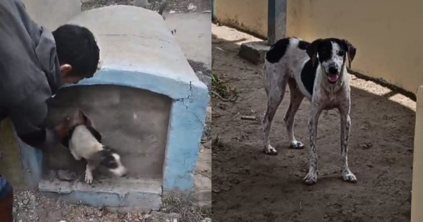 Portada: Chiclayo: rescatan indefenso perro que fue sepultado vivo en Cayaltí