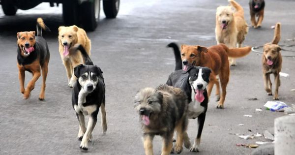 Rusia causa polémica tras plantear proyecto para que perros callejeros limpien zonas minadas