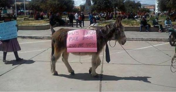 Alcalde de distrito cusqueño fue obligado por comuneros a montar un burro y usar pollera