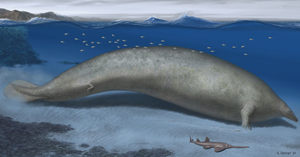 Portada: Hallazgo histórico: descubren en el Perú los restos del animal más pesado que habitó la Tierra