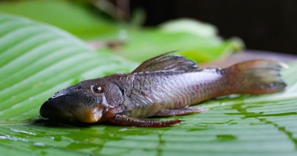 Junín: salvan la vida de niño de 7 meses que se tragó un pescado vivo en el río Mazamari