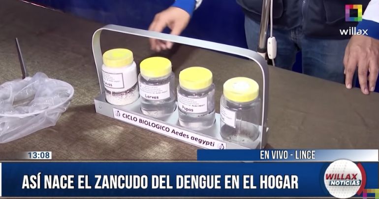 Willax Noticias desde la Dirección General de Salud: así nace el zancudo del dengue en el hogar (VIDEO)