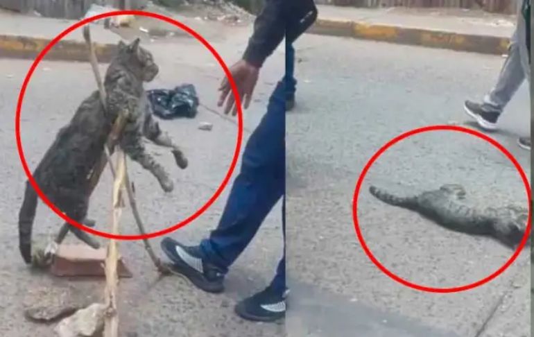 Protestas contra el Gobierno: huelguista asesina a indefenso gato y lo muestra como trofeo en Cusco