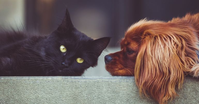 ¿Infecciones transmitidas por mascotas podrían ocasionar ceguera?