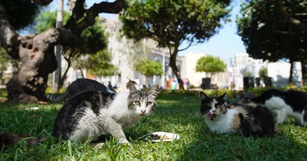 Miraflores sanciona con casi S/1000 a dueña de perro sin bozal que atacó mortalmente a gato