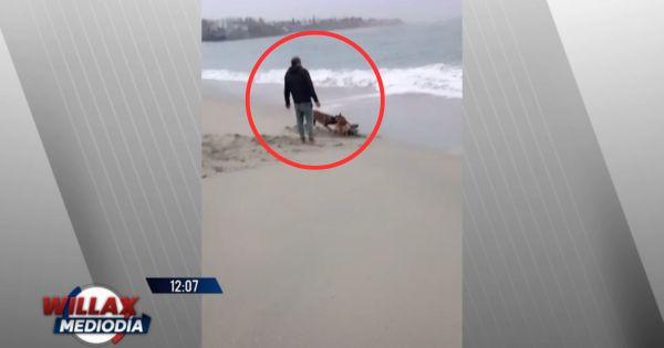 Punta Hermosa: perros atacaron salvajemente a lobo marino