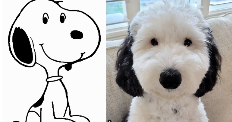 ¡Snoopy tiene su doble en la vida real! Conoce a Bayley, la mascota que es idéntica al dibujo animado