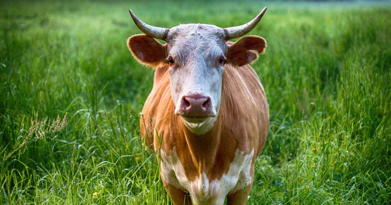 Vaca salió disparada tras ser atropellada por un tren y mata a un jubilado que orinaba en las vías