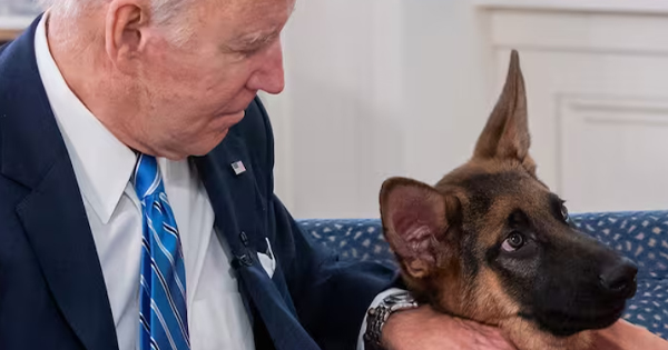 Commander, el perro de Joe Biden, fue expulsado de la Casa Blanca por morder a personal