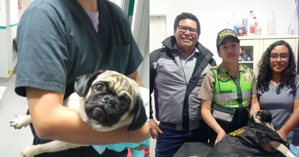 Portada: Perrita acuchillada por sujeto en La Victoria se encuentra estable, informó la Policía