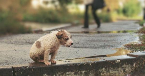 Portada: Poder Judicial: ¿cuántos años de prisión dictan si abandonas o maltratas a un animal doméstico?