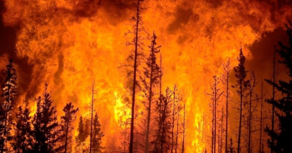 Tragedia en Chile: aumenta a 131 el número de muertos por devastadores incendios forestales