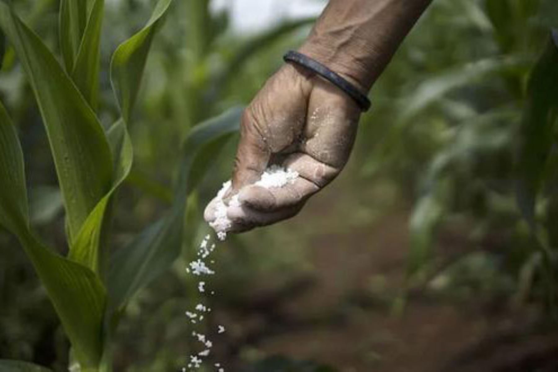 Portada: Se cae proceso de compra de urea por cuarta vez