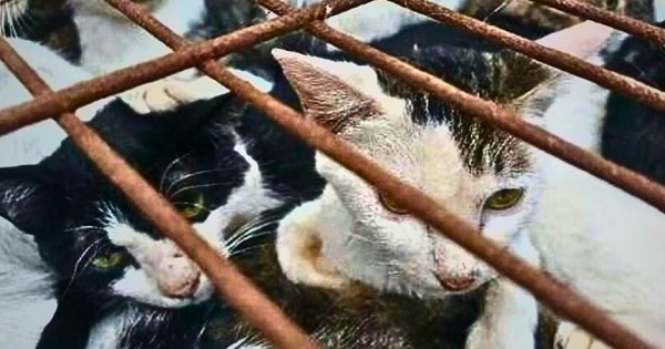 Portada: China: rescatan mil gatos que estaban cerca de ser llevados al matadero