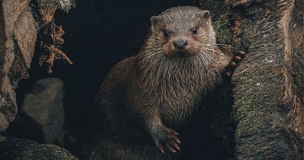 Portada: Mujer es atacada por nutria y termina con rostro desfigurado: "Esta cosa era viciosa e implacable"