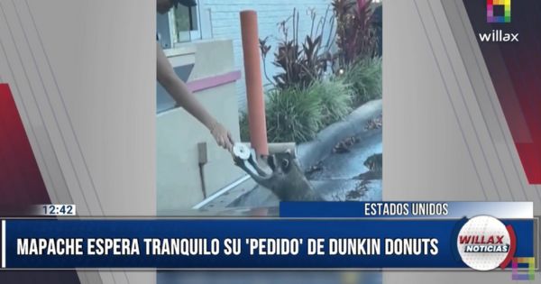 ¡DE RIPLEY! Mapache espera tranquilo su pedido de Dunkin’ Donuts (VIDEO)